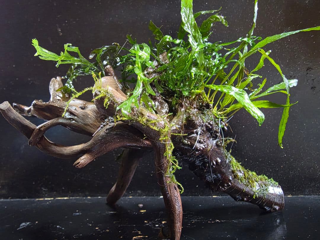 水草3種巻きブランチウッド中サイズ