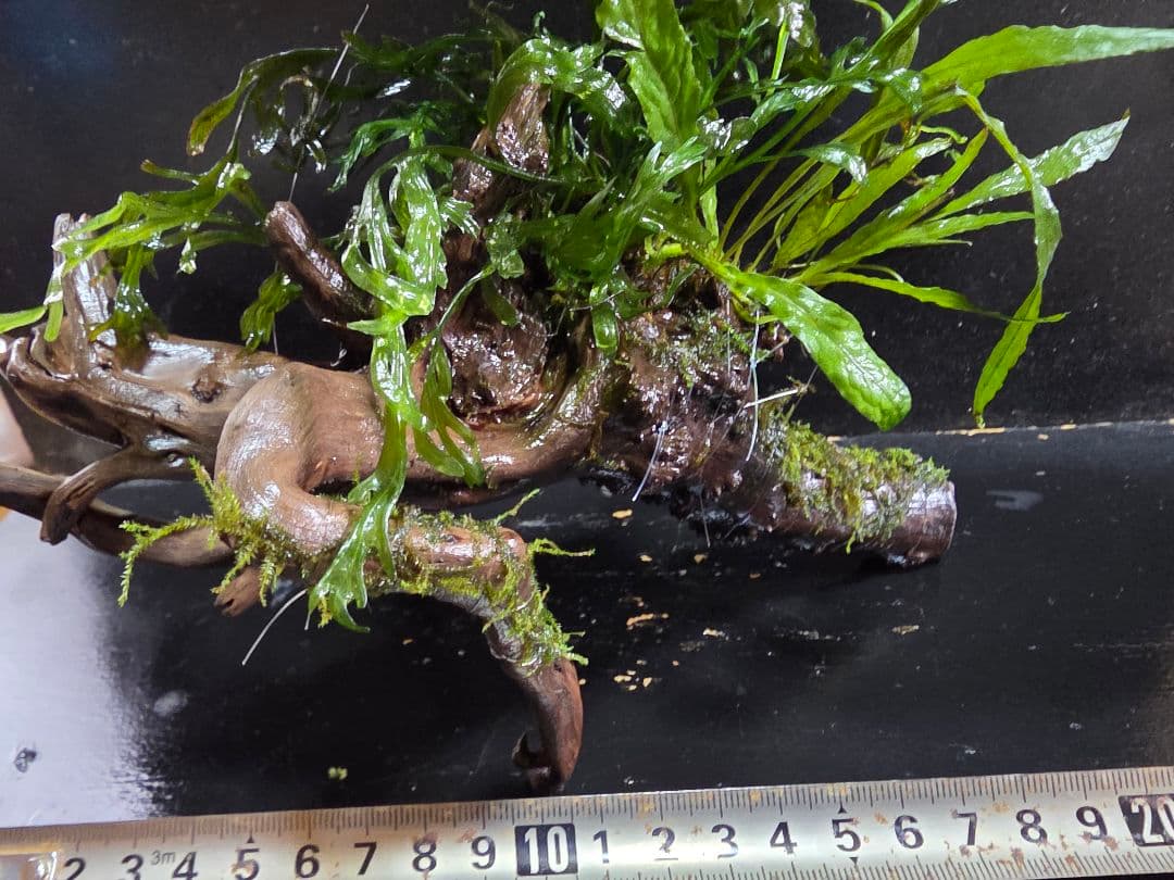 水草3種巻きブランチウッド中サイズ