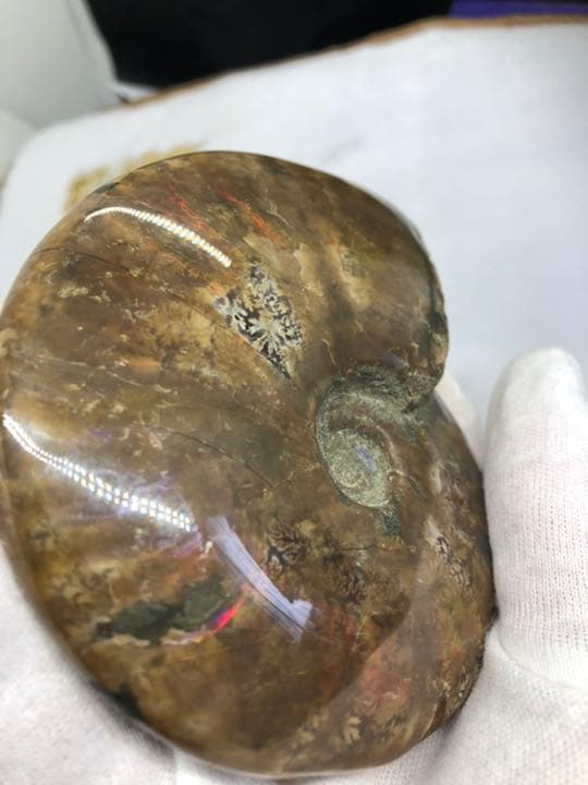 マダガスカル産アンモナイト306g