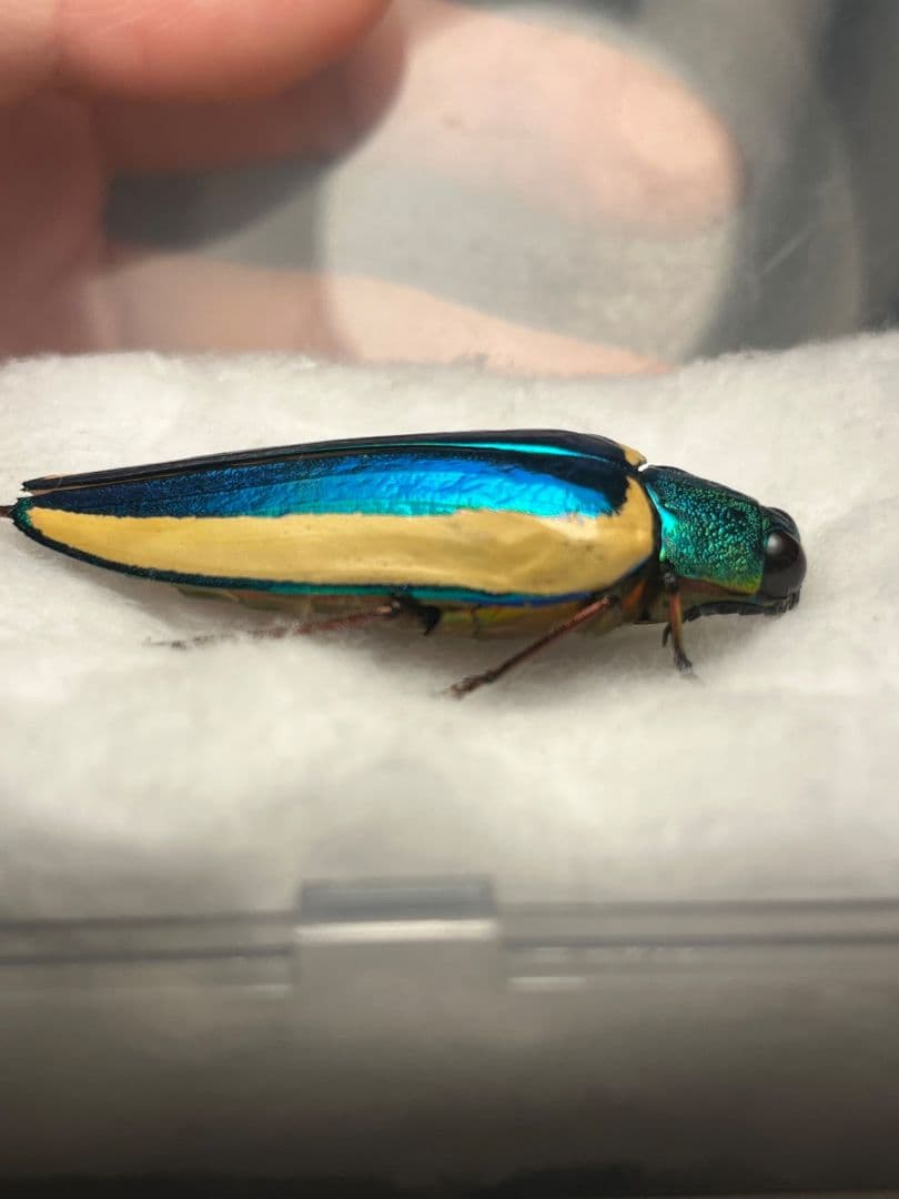 【極BIG】キベリルリタマムシ リンバータルリタマムシChrysochro標本
