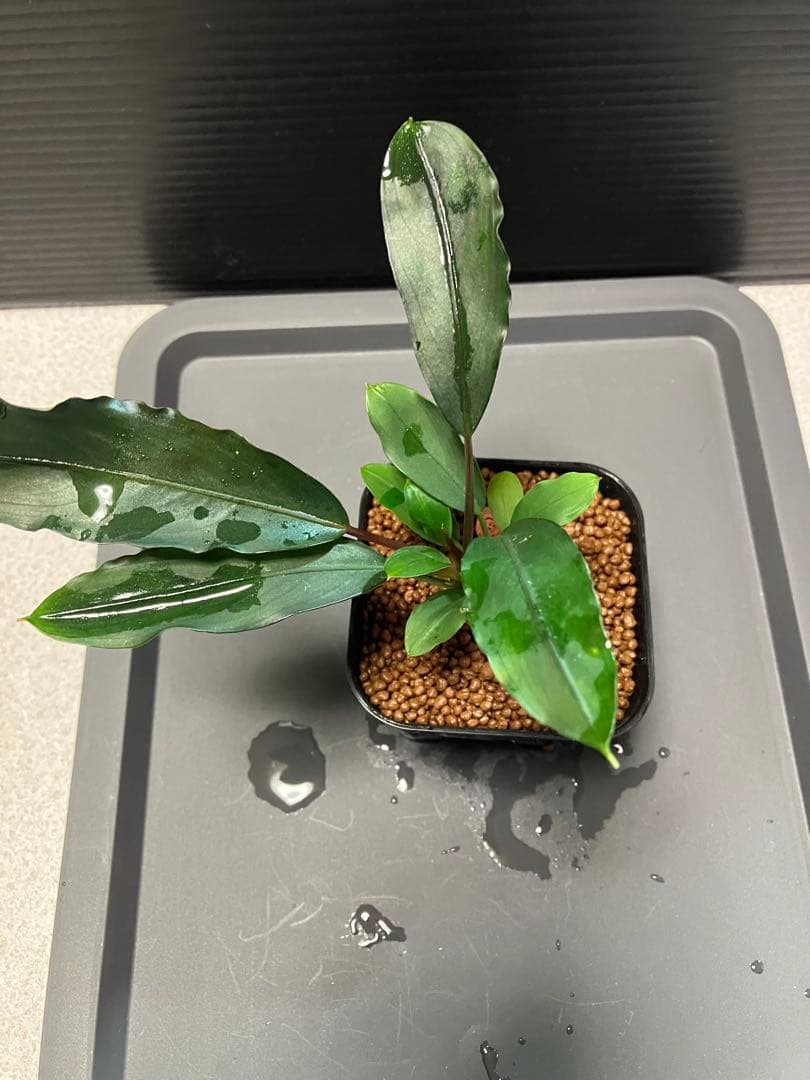 Bucephalandra sp. 長尖葉　水上大型株
