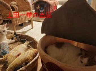 泡麺犬窩柴犬網紅と同じ種類の泡麺猫窩敷式うどんカップ麺INS風ペット0