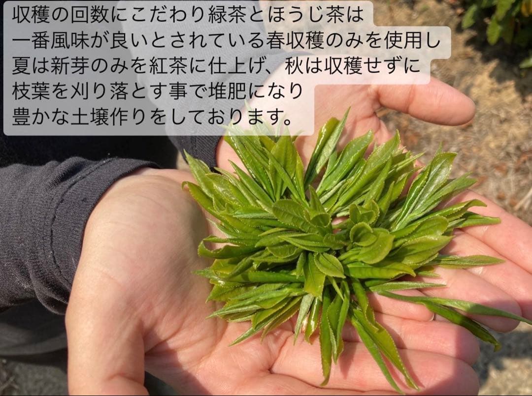 【宇治抹茶】便利な個包装スティック100本入り！溶かすだけ簡単パウダータイプ