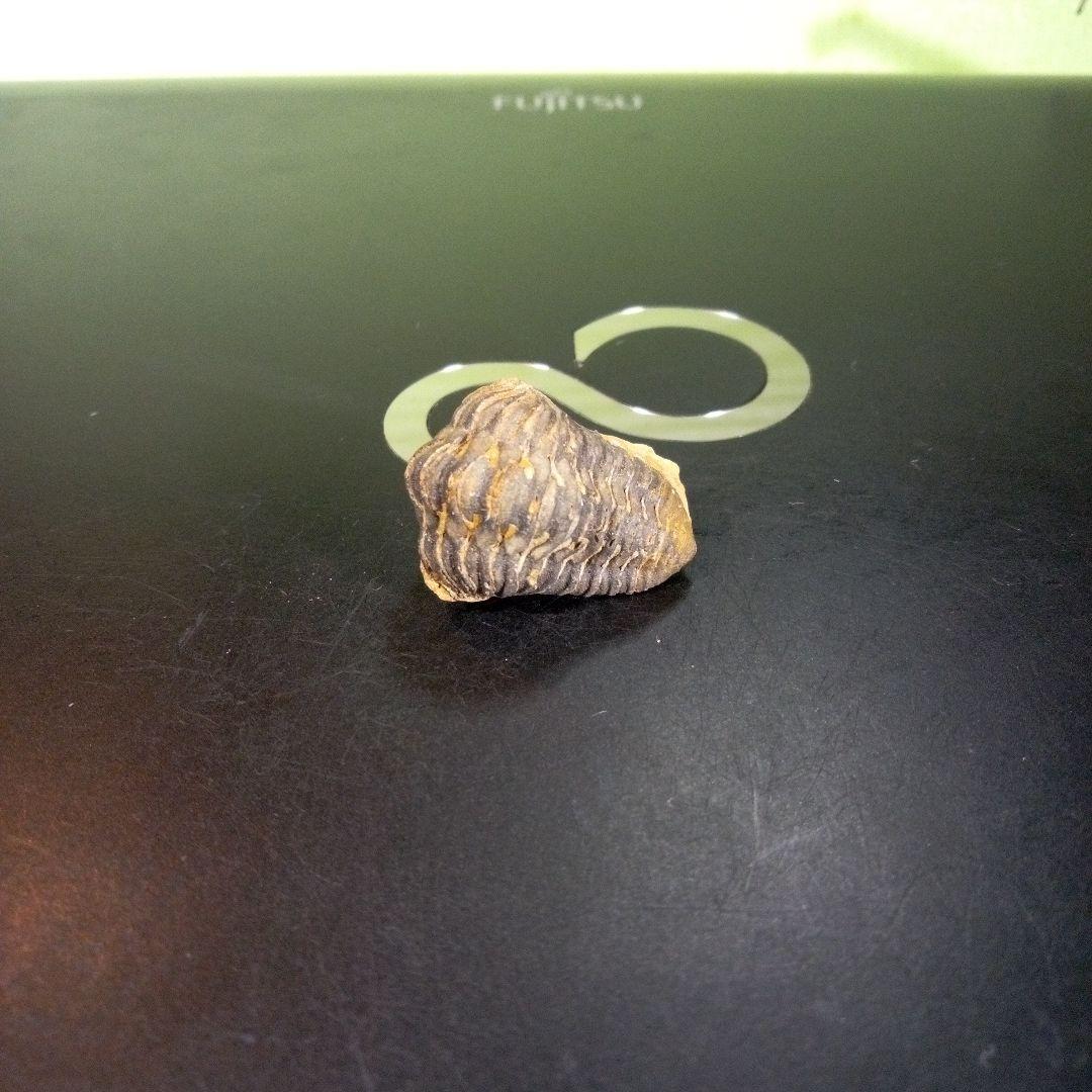 三葉虫　化石　fossil　海　ボリビア産　trilobite　海生動物判別⑪