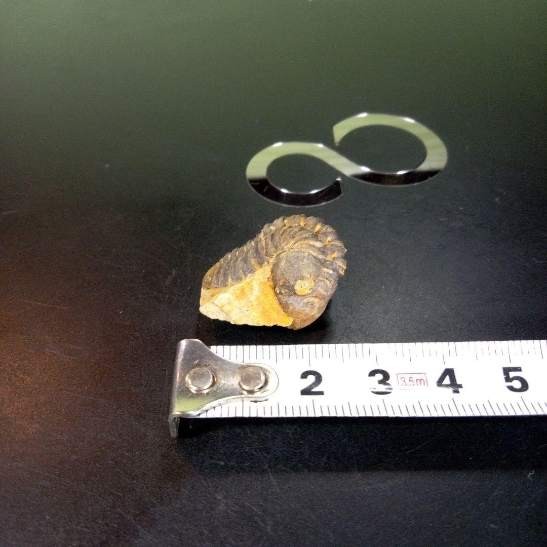 三葉虫　化石　fossil　海　ボリビア産　trilobite　海生動物判別⑪