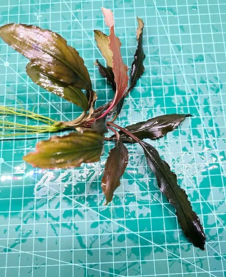 ブセファランドラ ディープパープル AZ 初便 Bucephalandra