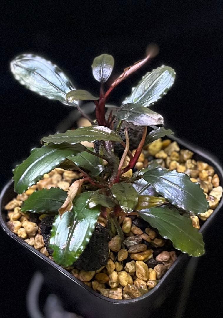 水草 Bucephalandra sp. Luminous purple