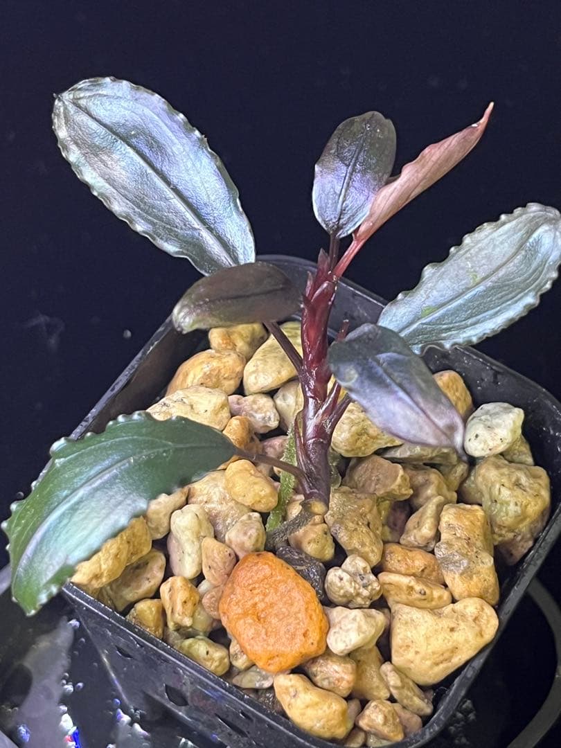 水草 Bucephalandra sp. Luminous purple