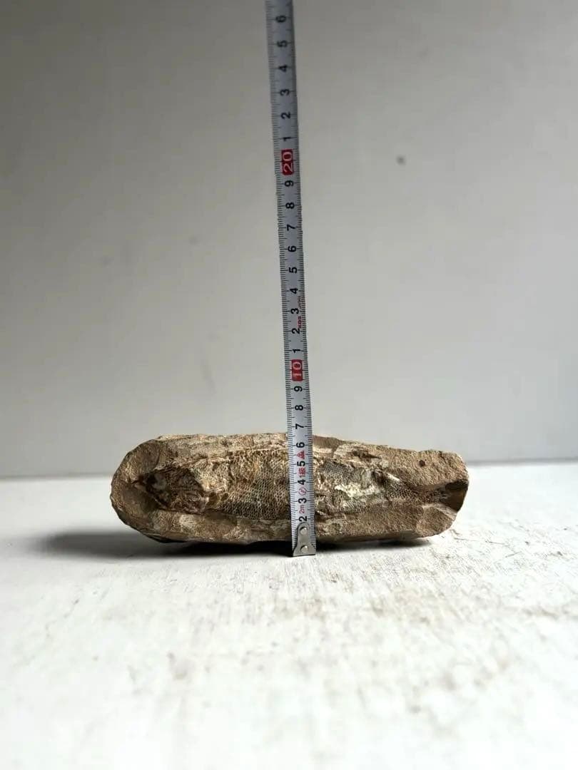 973 化石 中生代白亜紀 古代魚 ラコレピス ブラジル サンタナ層　ノジュール