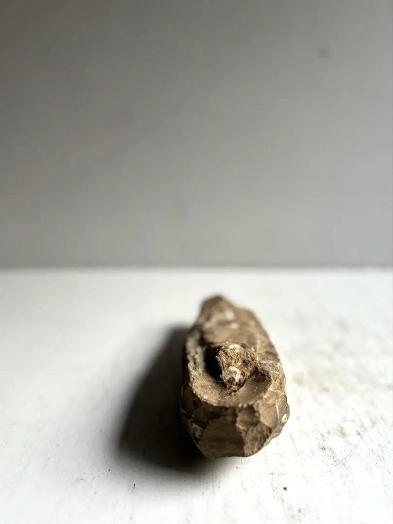 973 化石 中生代白亜紀 古代魚 ラコレピス ブラジル サンタナ層　ノジュール