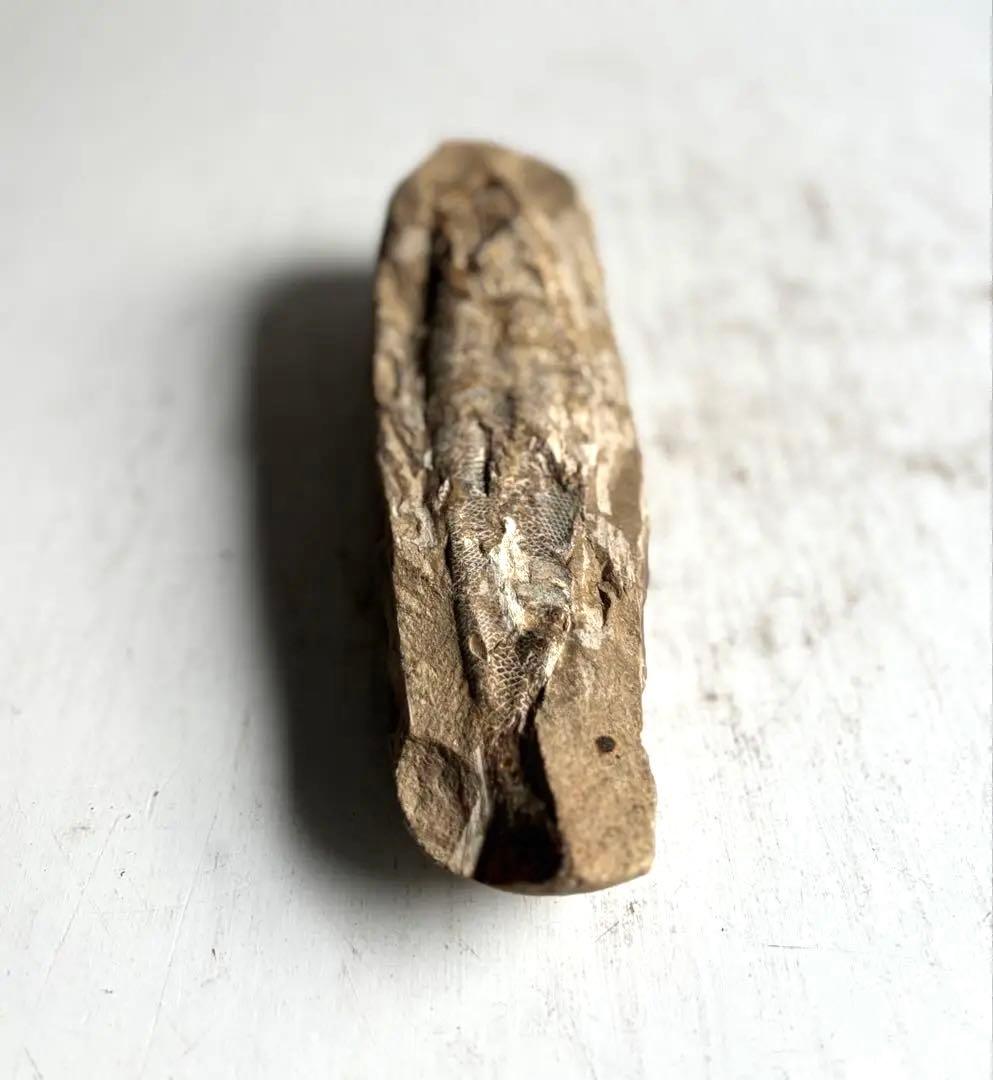 973 化石 中生代白亜紀 古代魚 ラコレピス ブラジル サンタナ層　ノジュール