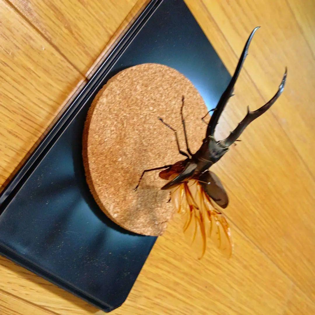 メタリフェルホソアカクワガタ亜種　飛翔標本81mm