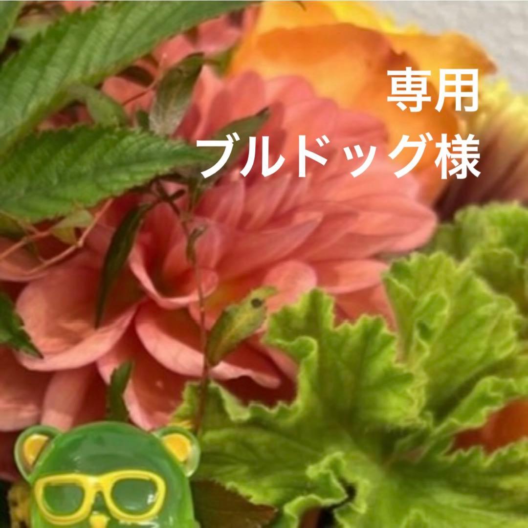 専用ページ ブルドッグ様