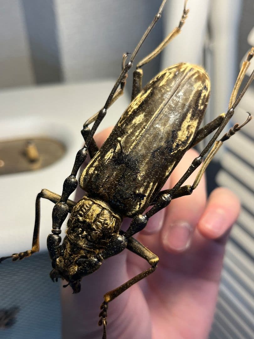 【極BIG】オオミヤマカミキリ♂ 標本 カミキリムシ Xixuthrus 天牛