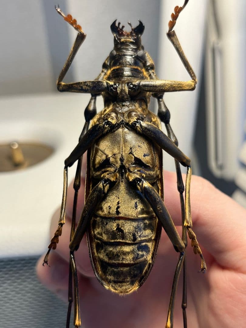 【極BIG】オオミヤマカミキリ♂ 標本 カミキリムシ Xixuthrus 天牛