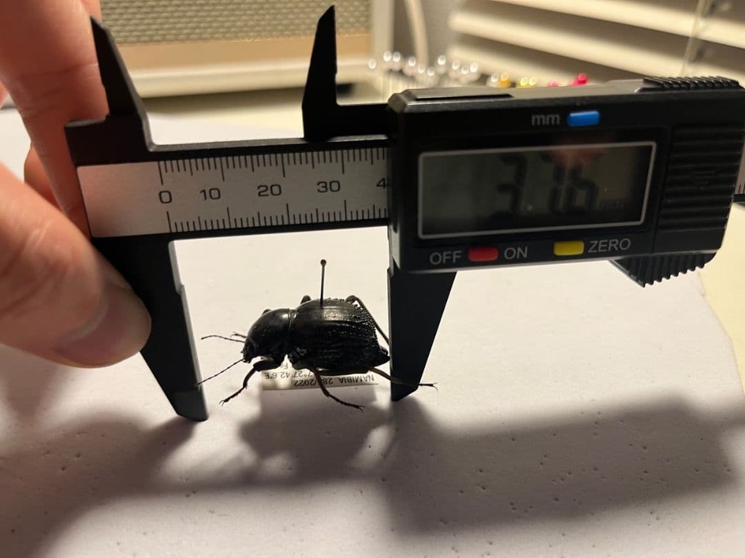 トゲヘリサバクゴミムシダマシ 標本ゾウムシ カミキリ糞虫ゴキブリコメツキカメムシ