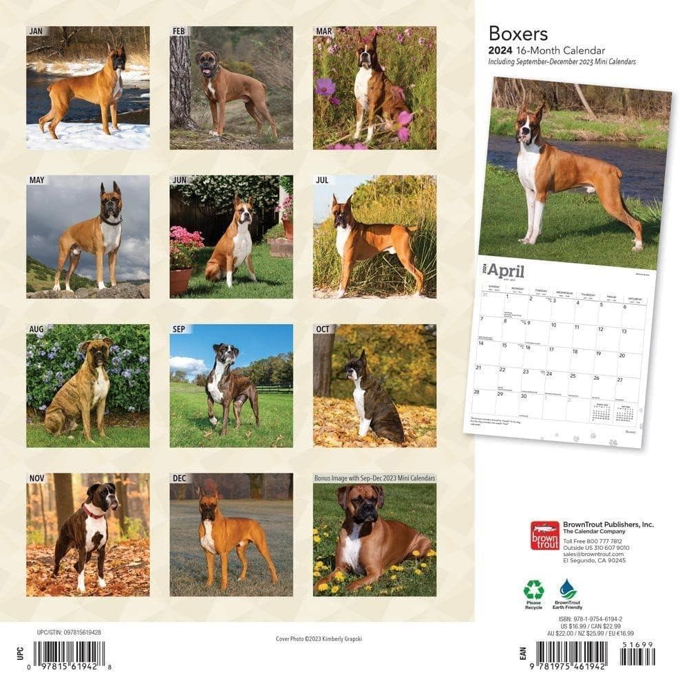 2024年 ボクサー犬 カレンダー / ブラウントラウト