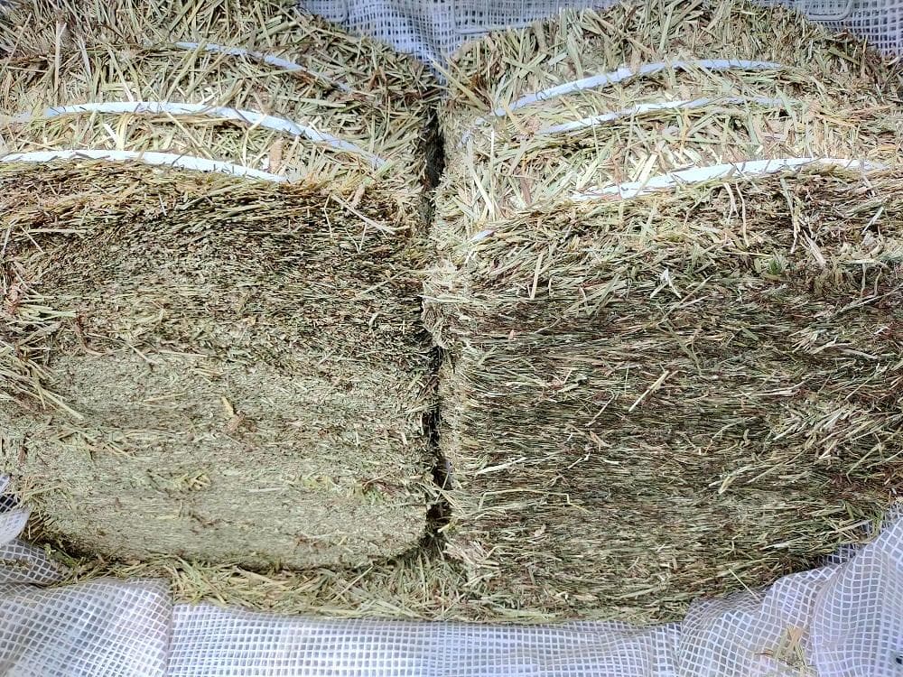 【11/10まで】 カナダ産 チモシー 30kg スーパープレミアム １番刈り