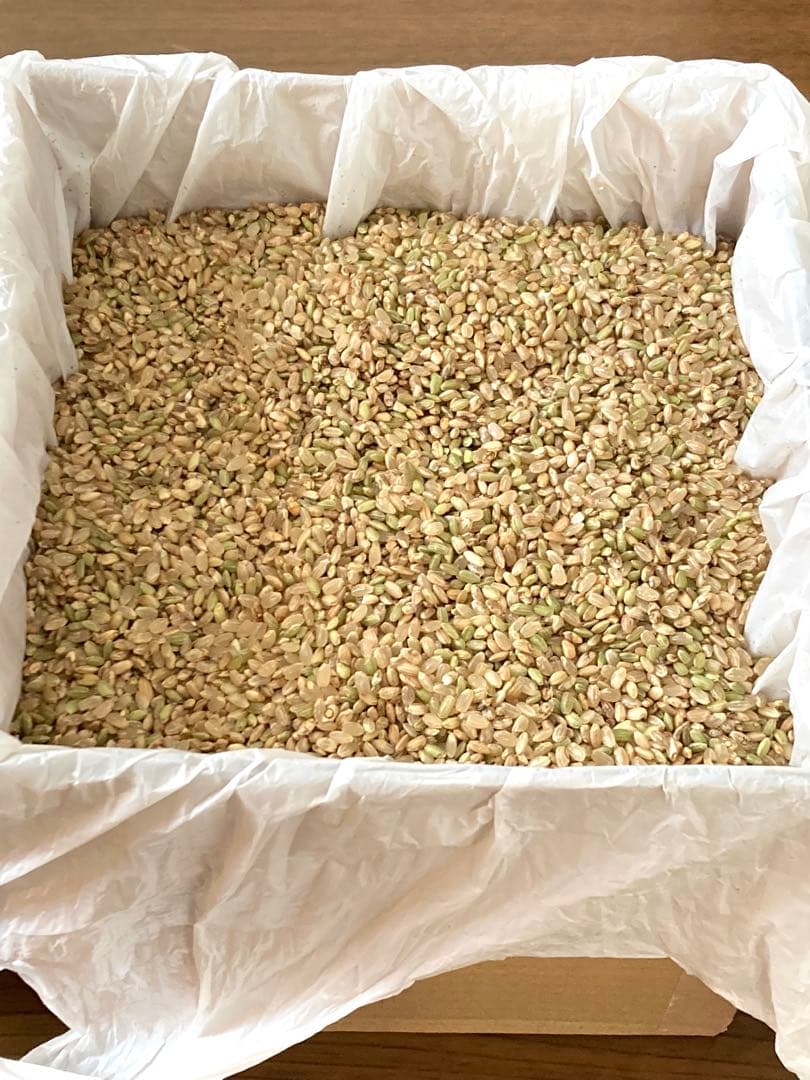 小米　えさ米　くず米　鳥の餌　動物の餌　正味量　３.５ｋｇ　2025　ヒトメボレ