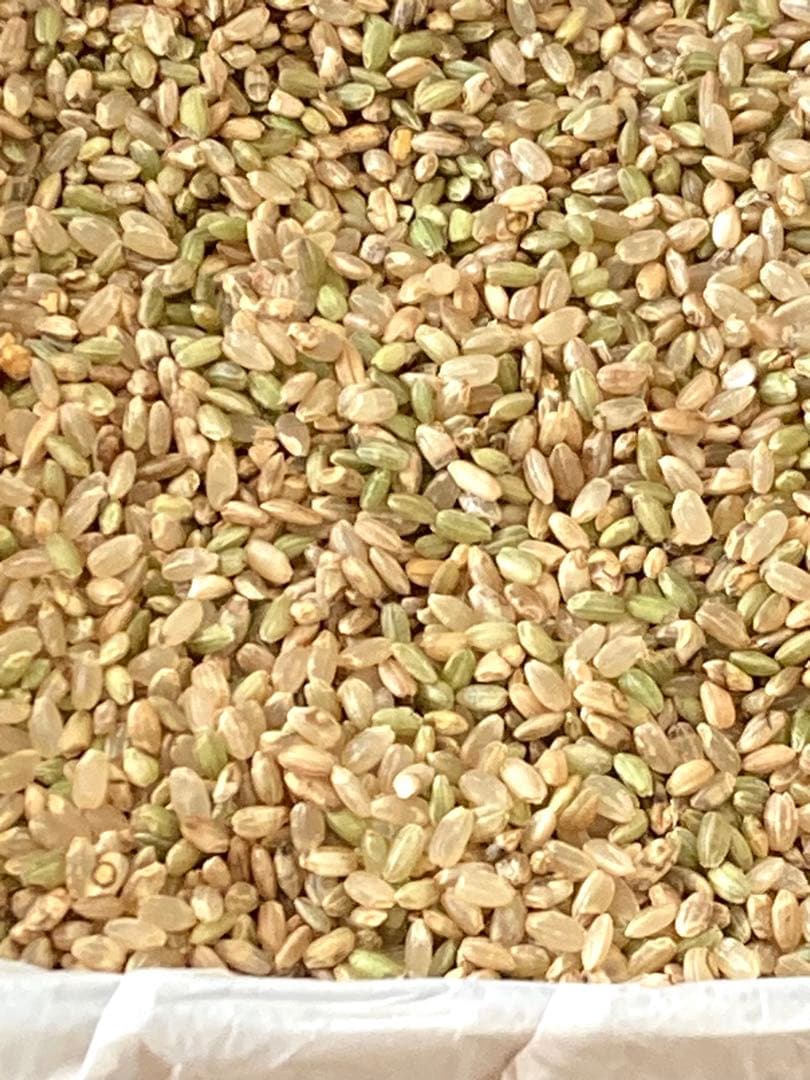 小米　えさ米　くず米　鳥の餌　動物の餌　正味量　３.５ｋｇ　2025　ヒトメボレ
