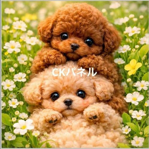 激レア柴犬、トイプー、パグ、チワワ、マルチーズ、ポメラニアンパネル生地