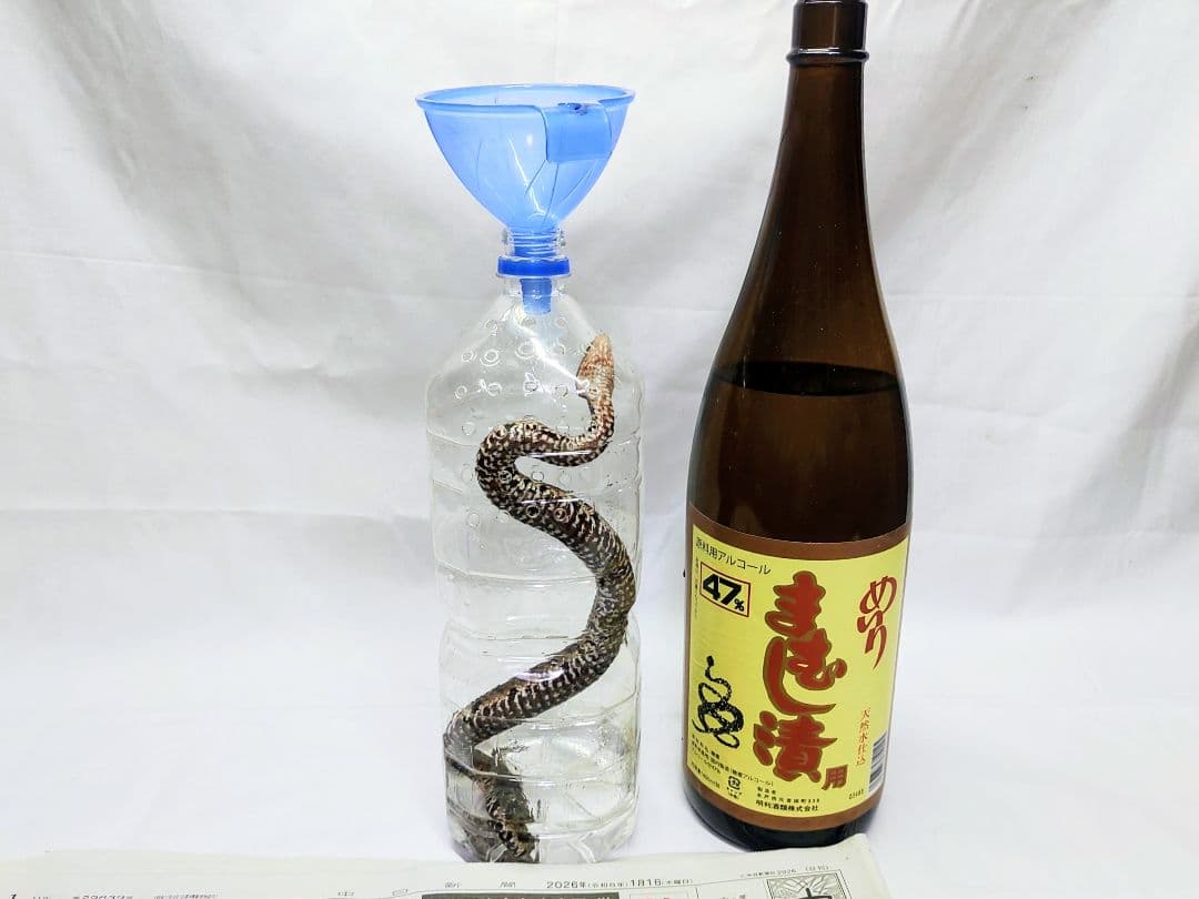 まむし酒、令和8年1月作、マムシ焼酎