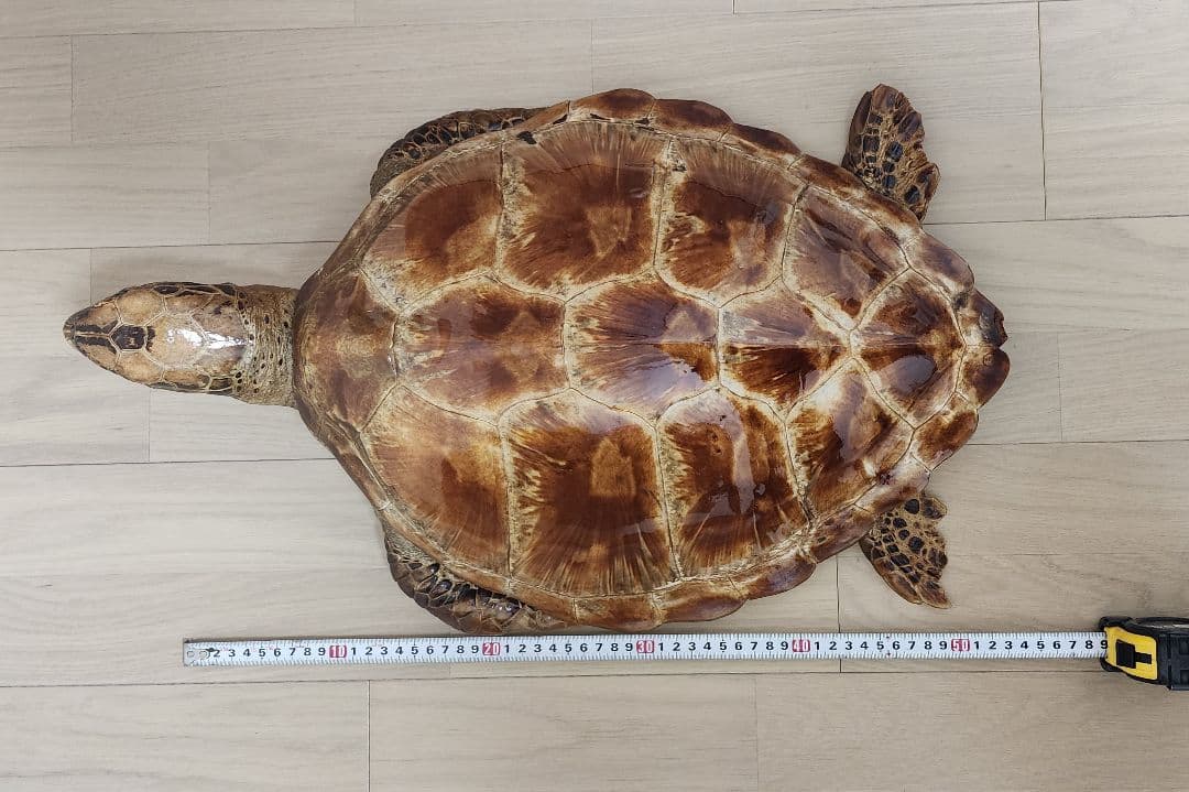 アオウミガメの剥製　「国際希少野生動植物種登録票」有り