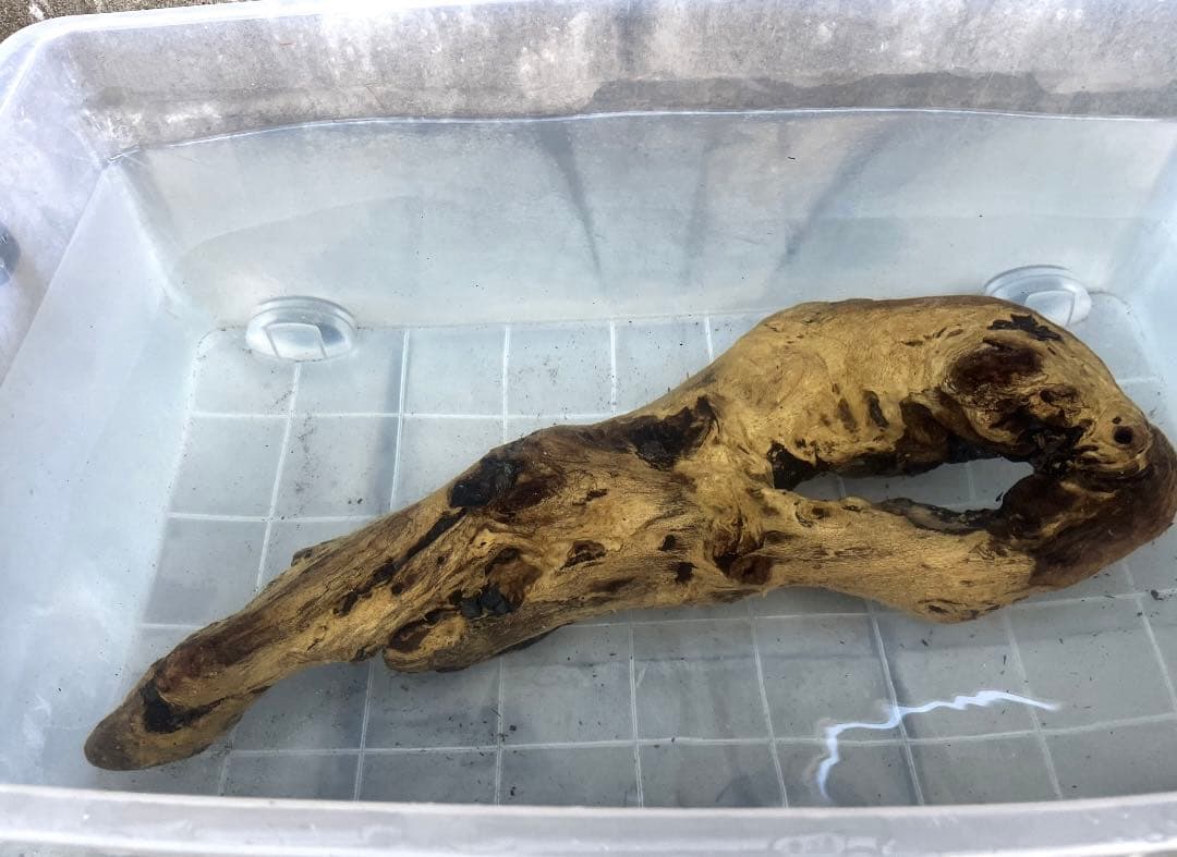 m37沈下確認済み流木 アク抜き済み 大型流木 アクアリウム 爬虫類シェルター