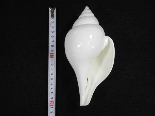 シャンクガイ　法螺貝　18.7cm　インド　No.1628