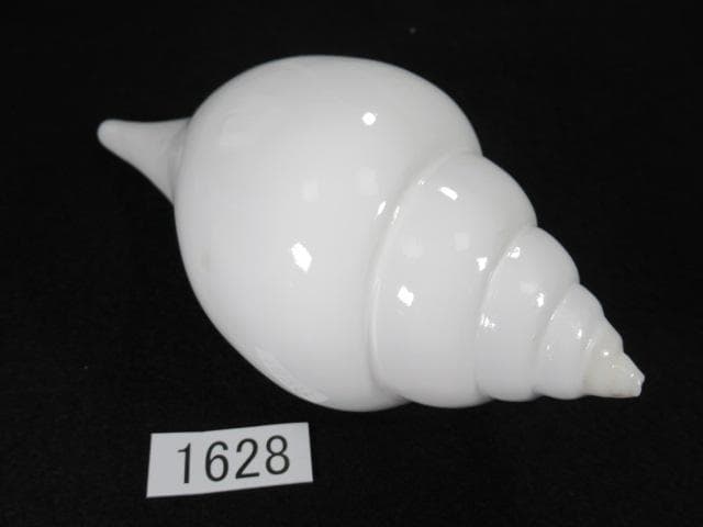 シャンクガイ　法螺貝　18.7cm　インド　No.1628