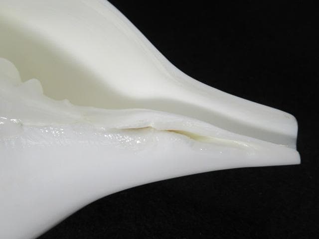 シャンクガイ　法螺貝　18.7cm　インド　No.1628