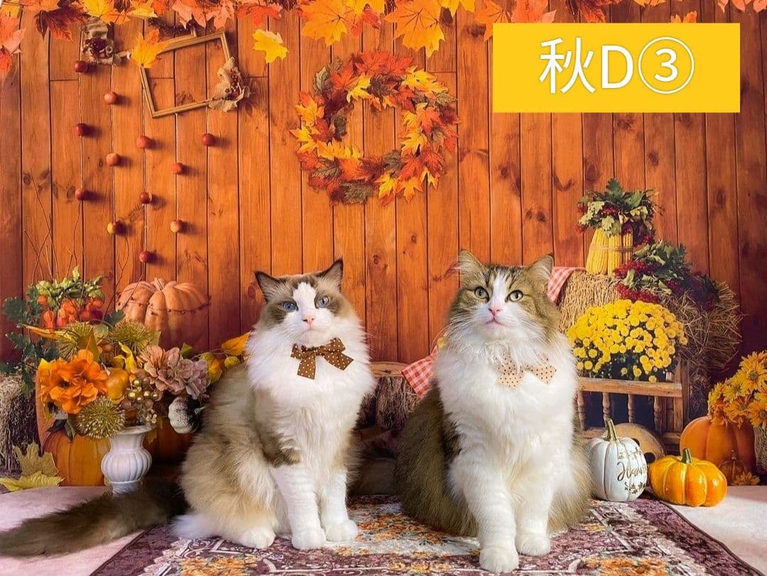 背景布×7+1　ペット撮影用フォトブース　トリミングチョーカー販売中　夏、秋、冬