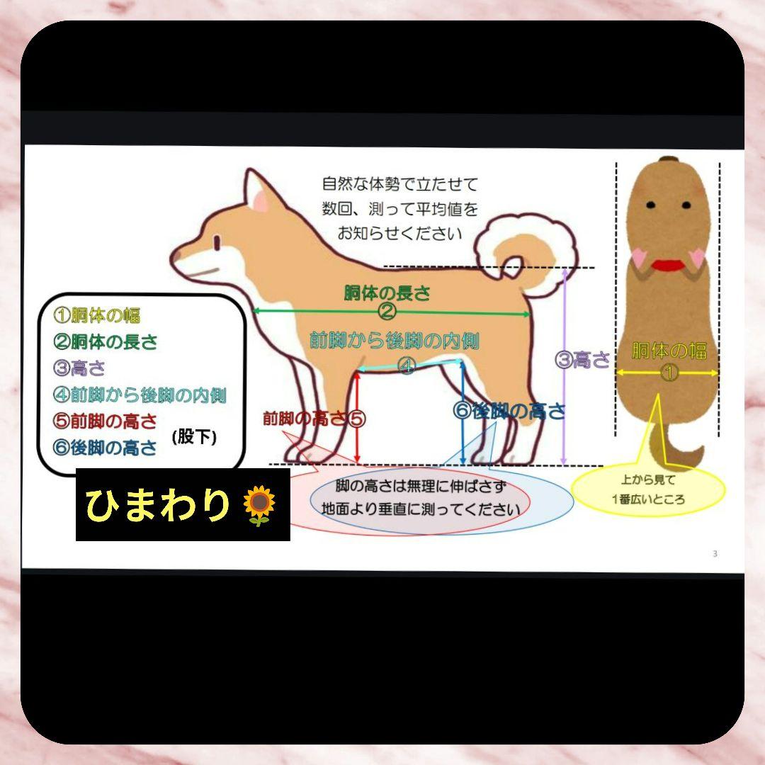 Doru　ミニピン4輪　リハビリ　食事補助　犬用車椅子　介護　犬の歩行器