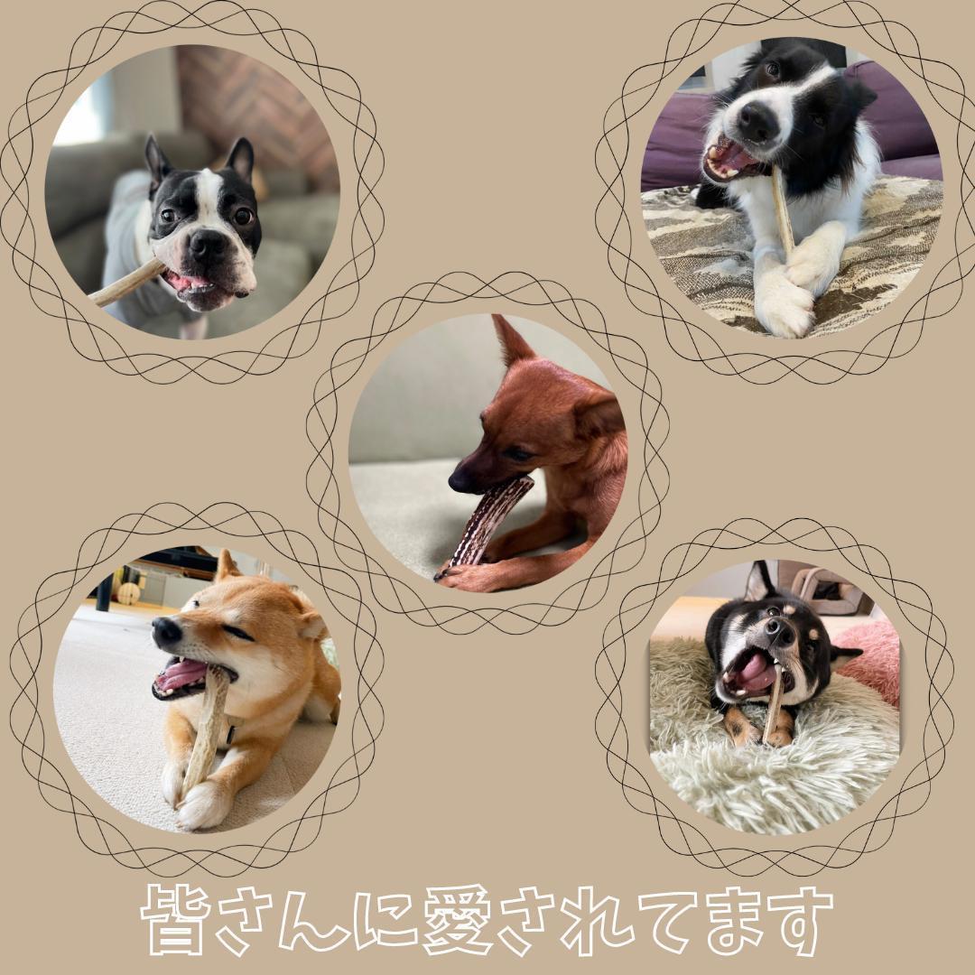 超大型犬用お試し3本セット　四つ割り＆半割り＆一本物根元　犬のおもちゃ
