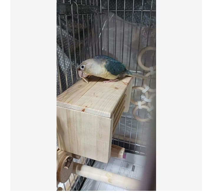 h2　ホットステージ　四角い止まり木　ヒーターいたずら防止　インコ　小動物