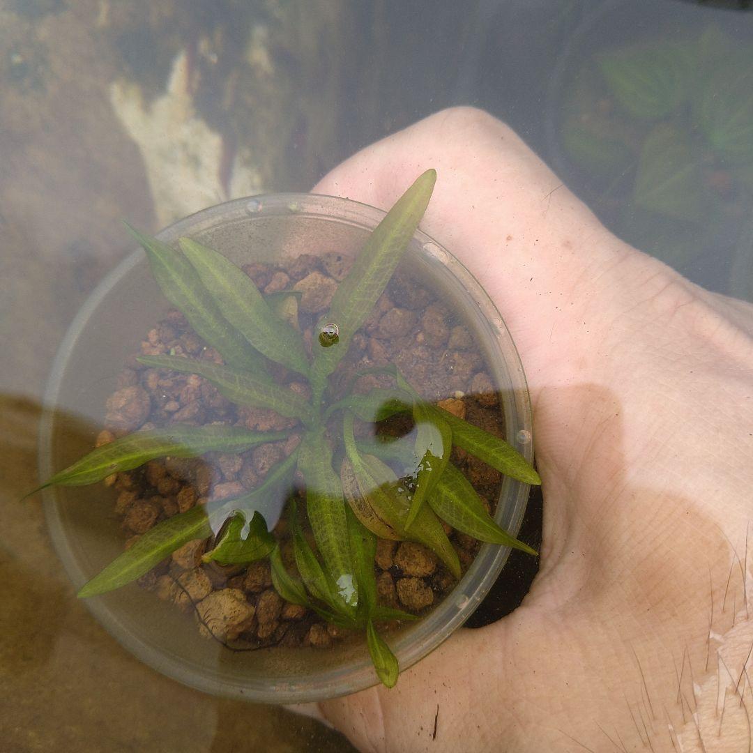 エキノドルス　リオ　イプサバ　水中葉　②