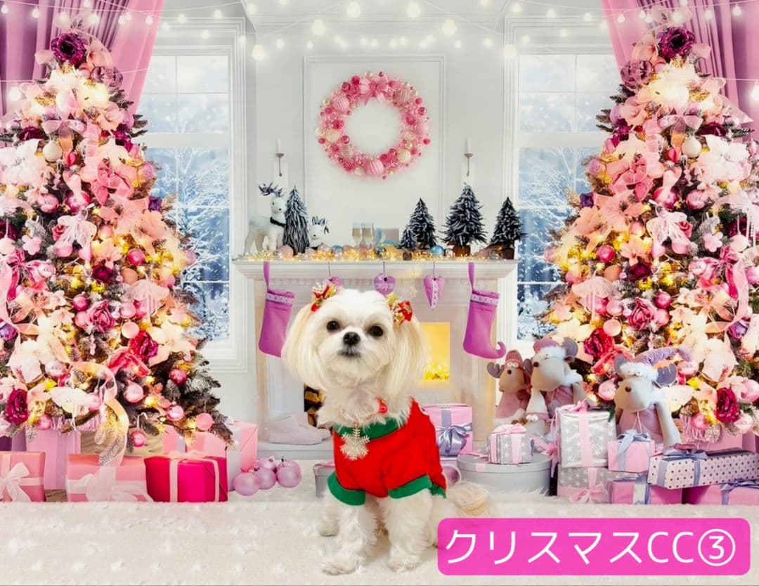 背景布×10+2　ペット撮影用フォトブース　トリミングチョーカー販売中　Xmas