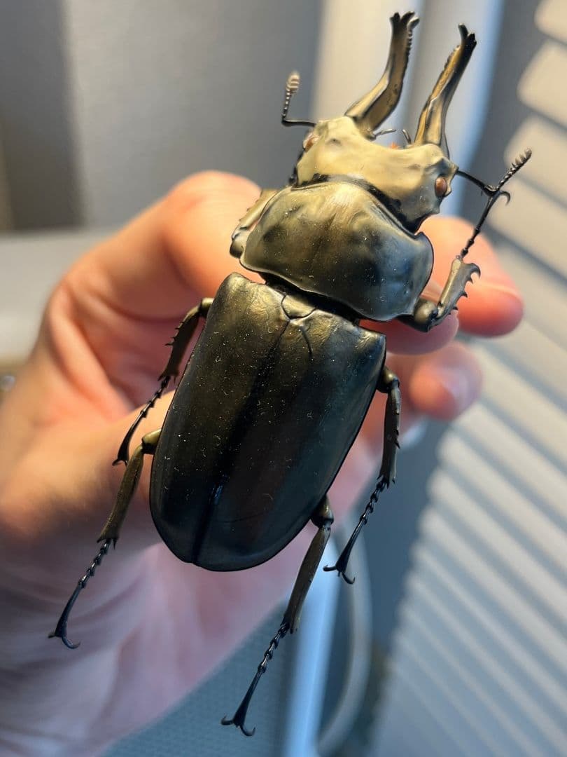 【WC76mm】ローゼンベルグオウゴンオニクワガタ 標本　タランドゥスオオツヤ