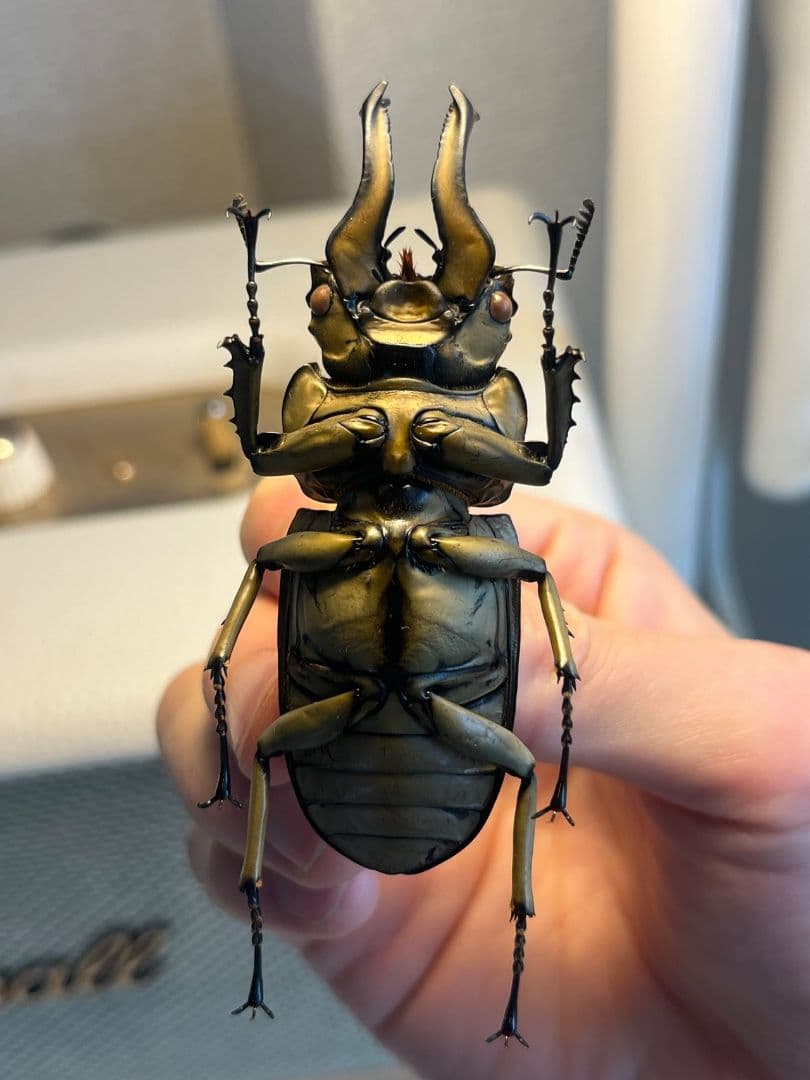 【WC76mm】ローゼンベルグオウゴンオニクワガタ 標本　タランドゥスオオツヤ