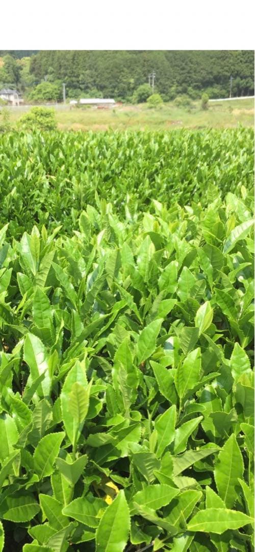 八女茶，新茶(特上煎茶)1000円5袋750円2袋 オペラ