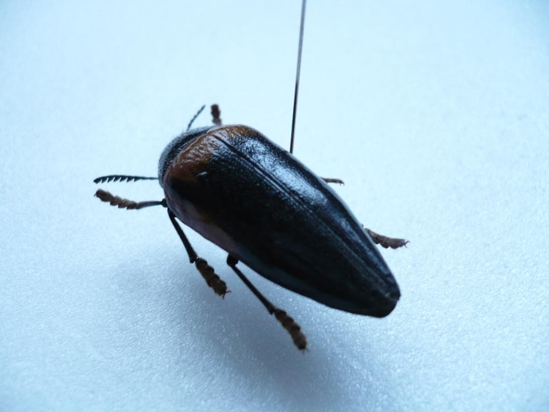 タンザニアのタマムシ Sternocera tricolor