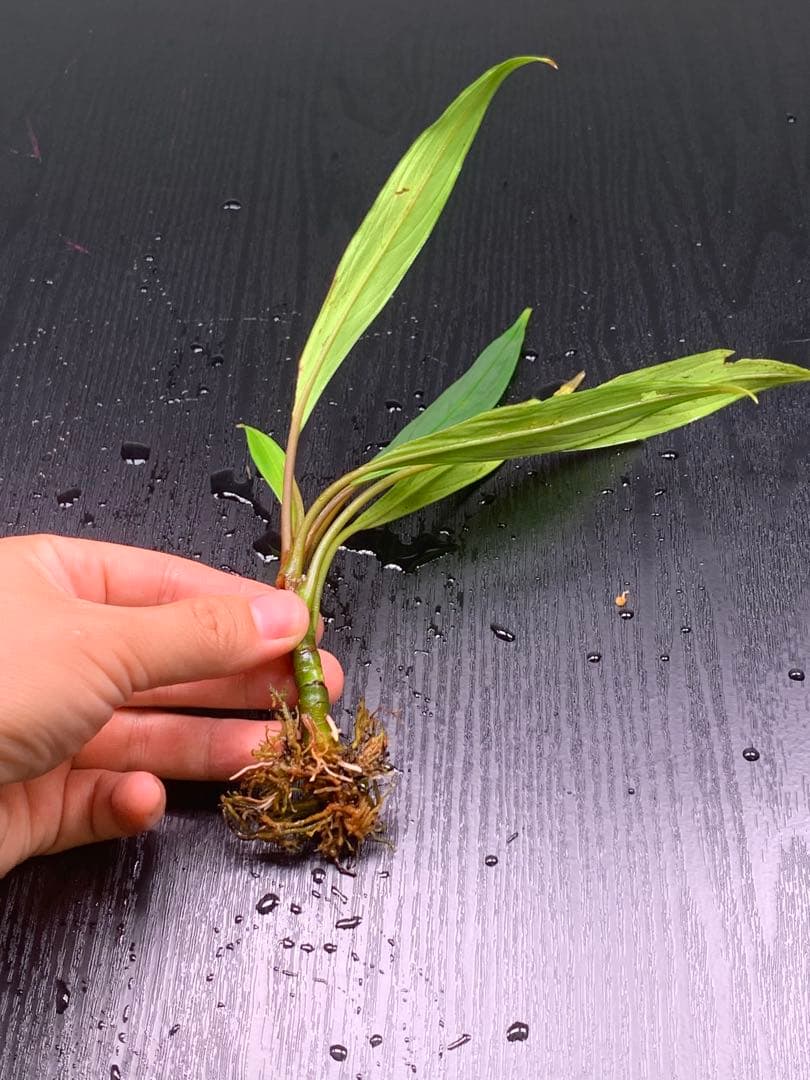 水草 Bucephalandra sp. Gholiat sliver