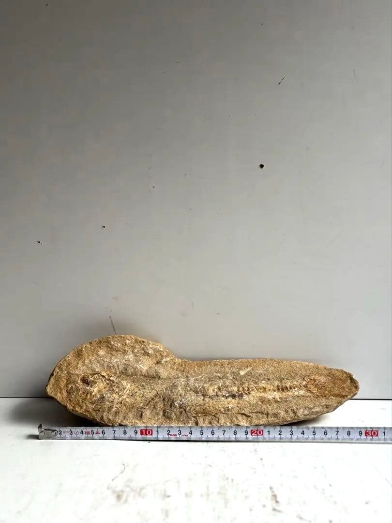 972 化石 白亜紀前期 古代魚 タルリアス・アラピス ブラジル サンタナ層