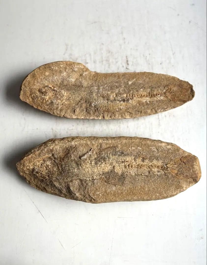 972 化石 白亜紀前期 古代魚 タルリアス・アラピス ブラジル サンタナ層