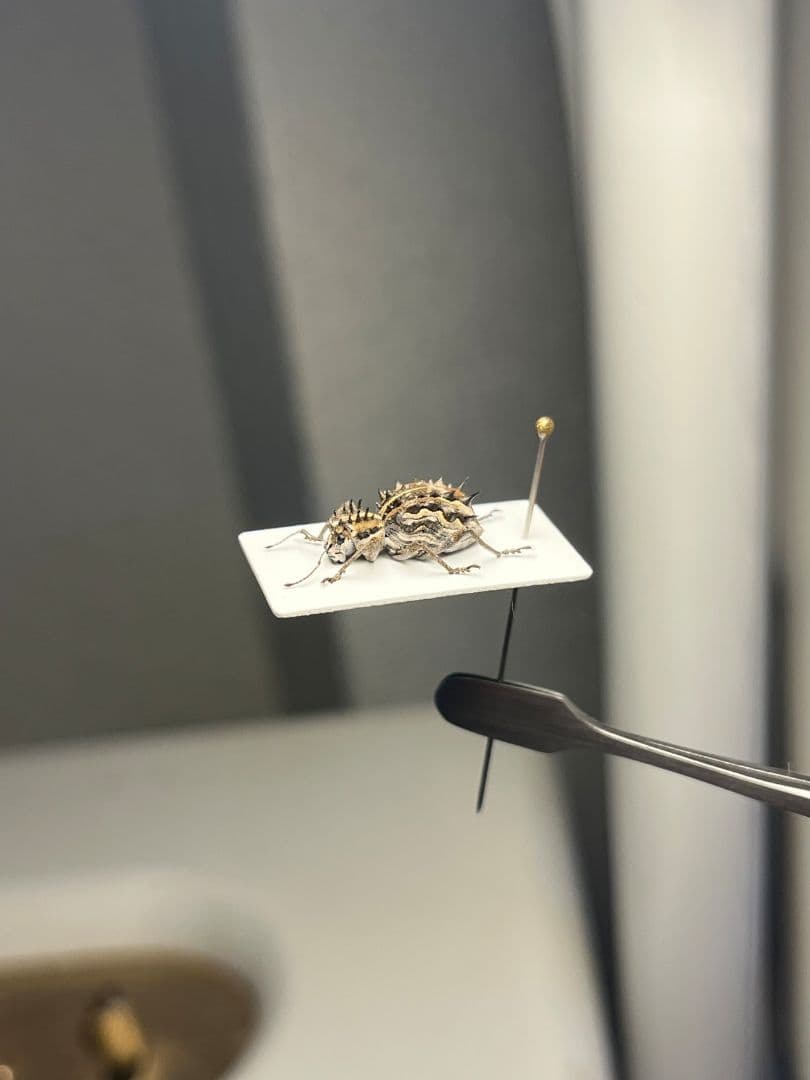 【12mm】西オーストラリアのトゲトゲのハリヤマゾウムシ 標本Acan