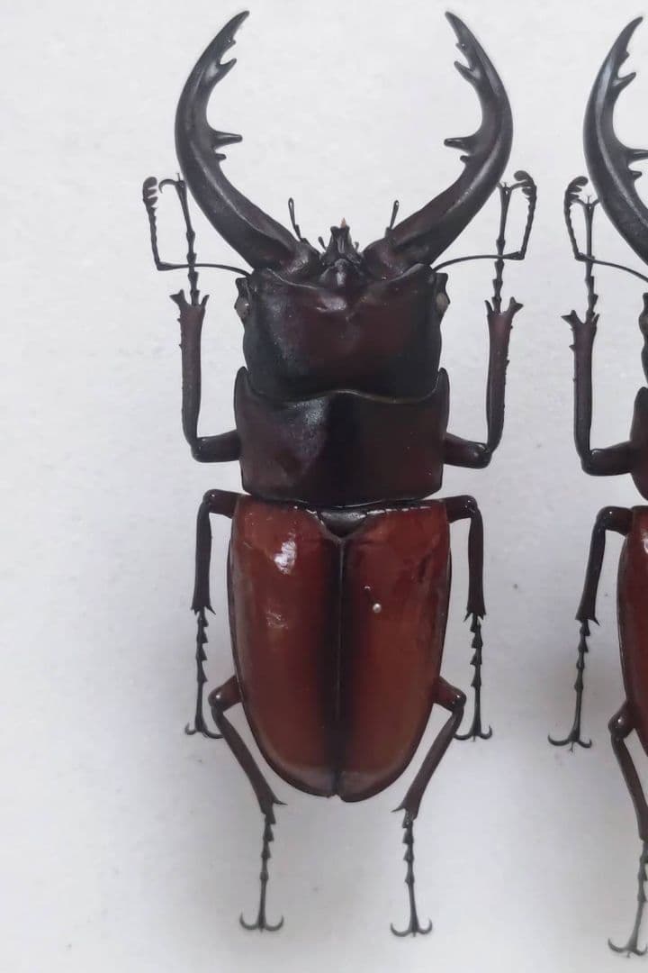 トカラノコギリクワガタ 標本