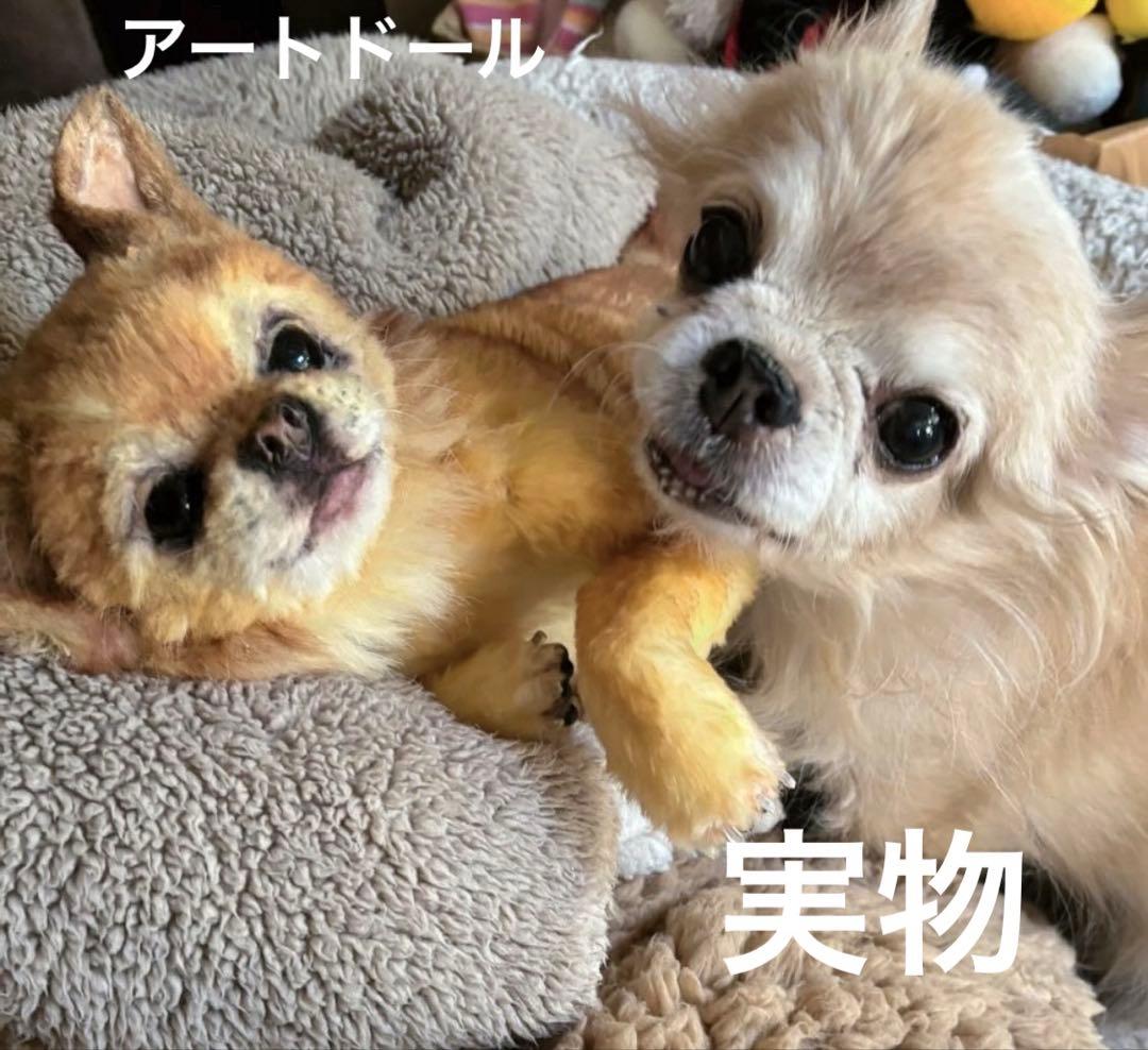 マイペットオーダーメイド 30センチ