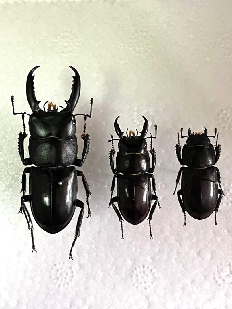 対馬産ヒラタクワガタ２種