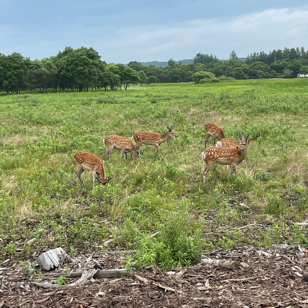 鹿ジャーキー犬用200gアキレス腱＆短め200g