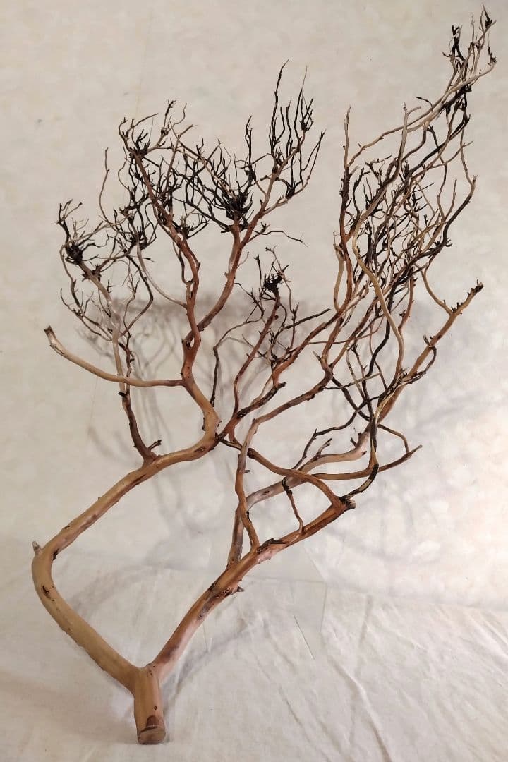【希少】DIY・アクアリウム向け 特大ブランチウッド塊根流木 約70cm